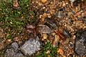 Clubiona_lutescens_D4877_Z_90_Les Gris_Frankrijk